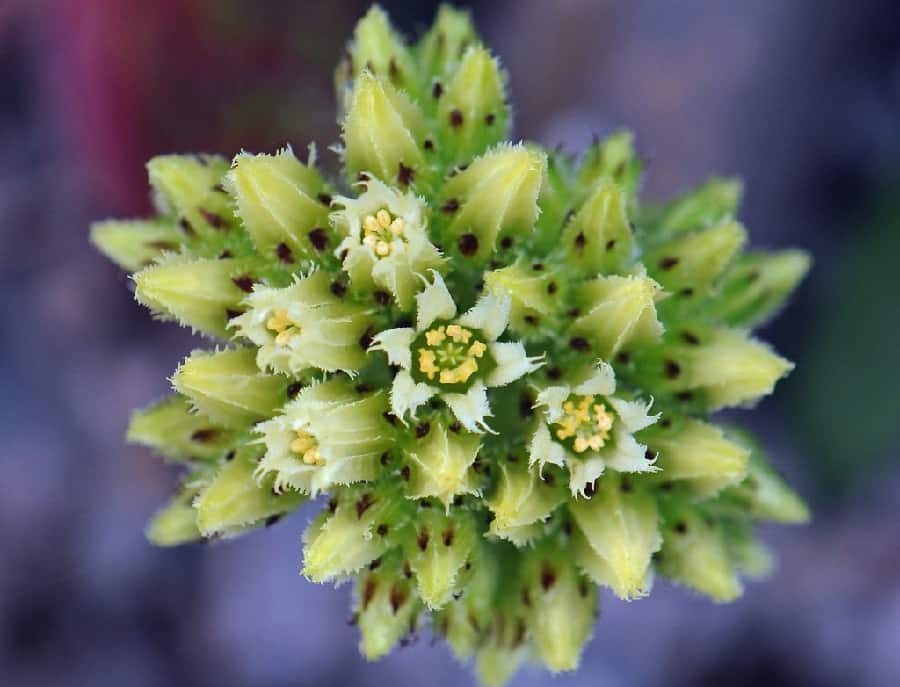 Jovibarba flowers