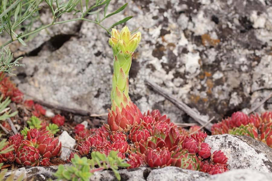 Jovibarba globifera bloom