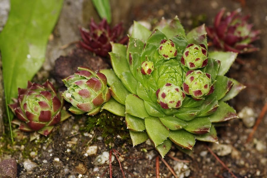 Jovibarba globifera