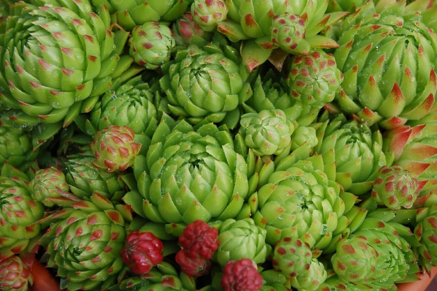 Jovibarba flowers