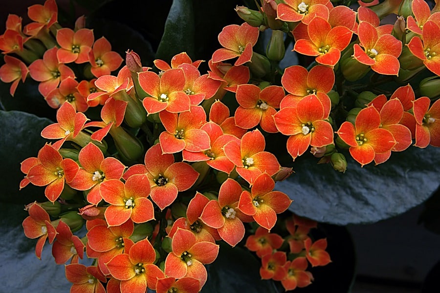 Kalanchoe care