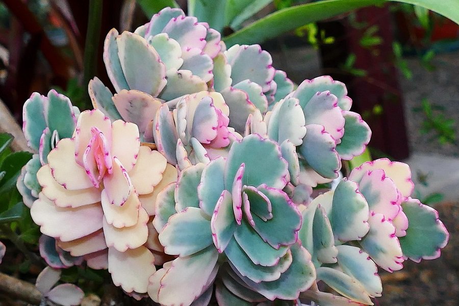 Kalanchoe fedtschenkoi 'Painted Butterfly'