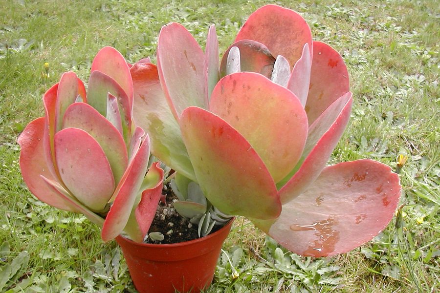 Kalanchoe luciae