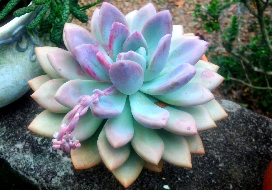 Pachyphytum oviferum
