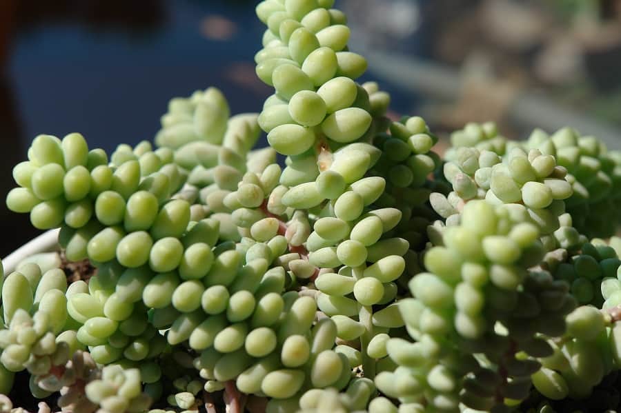 Sedum burrito