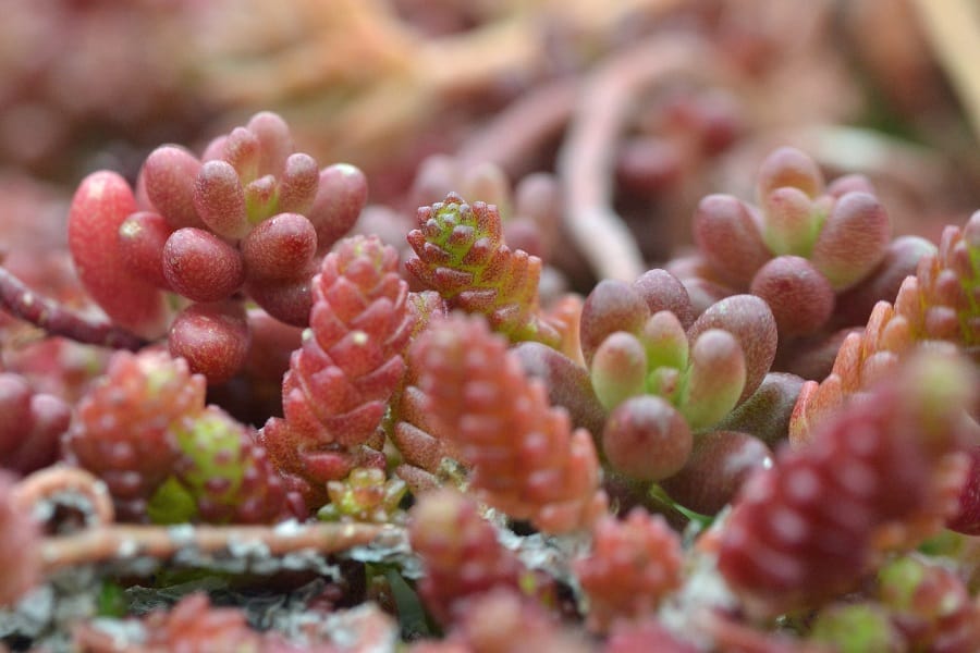 Sedum care