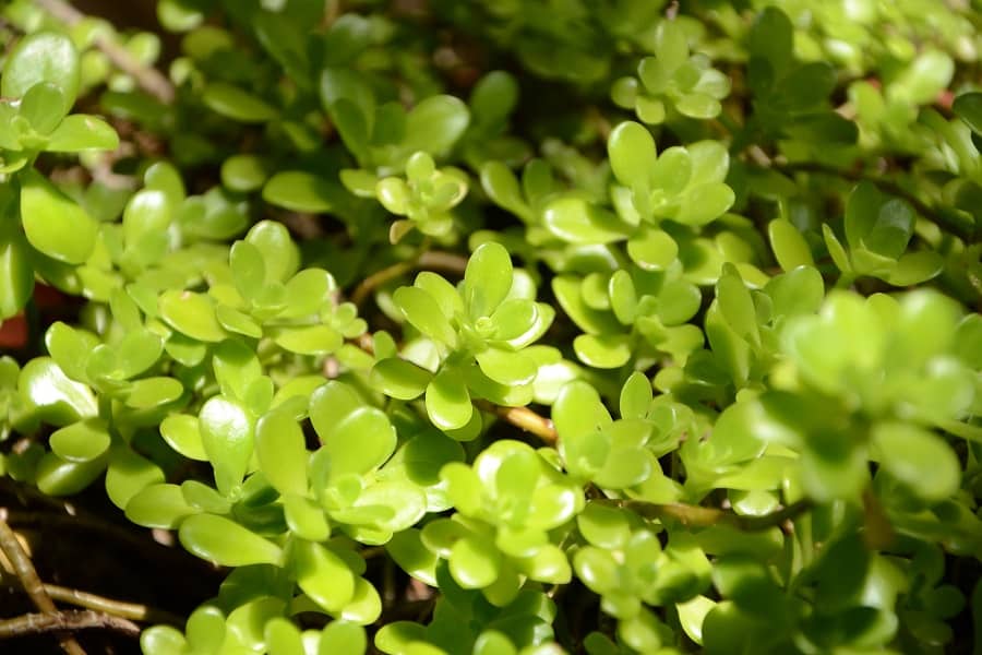 Sedum confusum