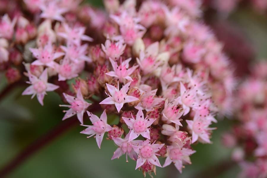 Sedum flowers