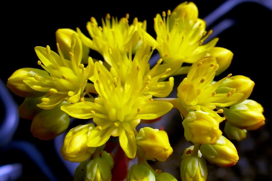 Sedum flowers