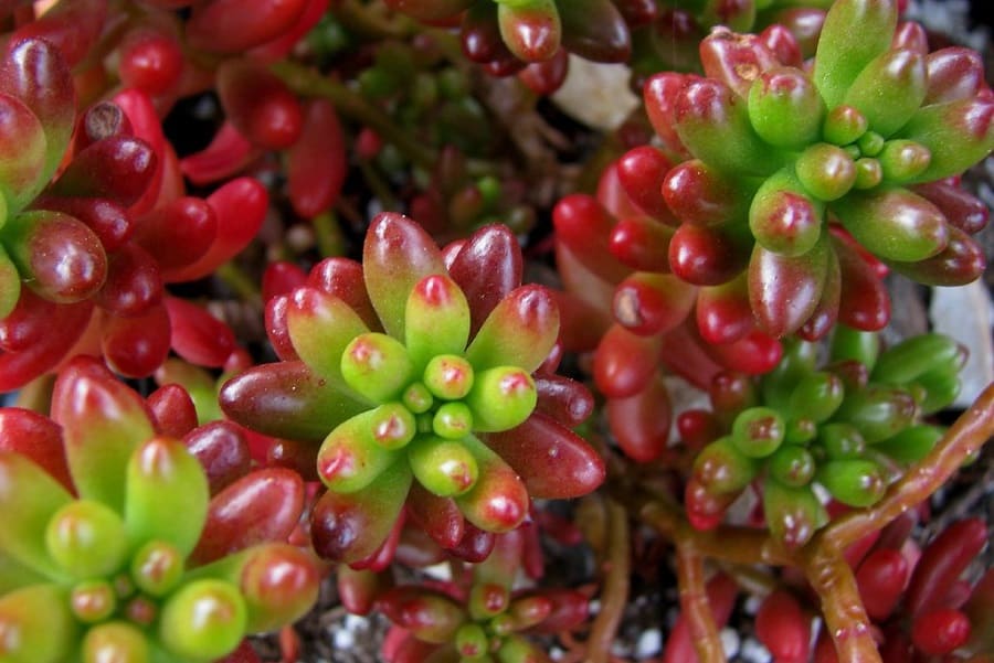 Sedum rubrotinctum