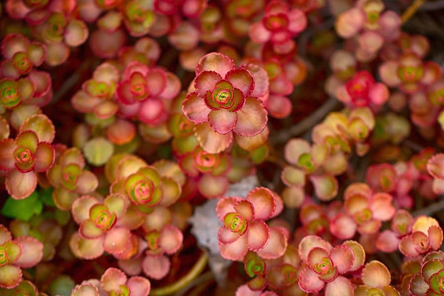 Sedum spurium