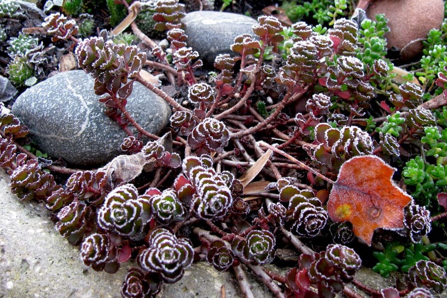 Sedum spurium 'Dragon's Blood'