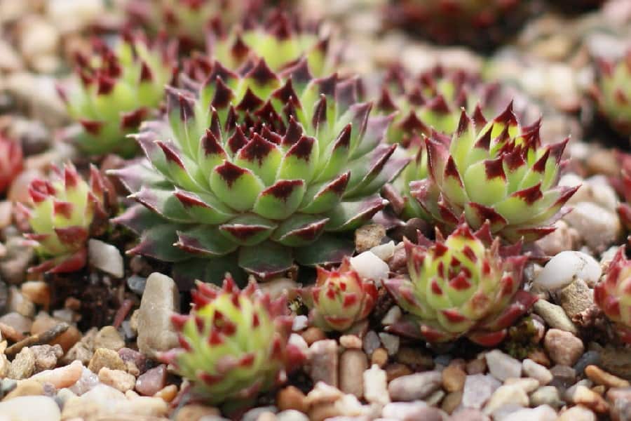Sempervivum calcareum