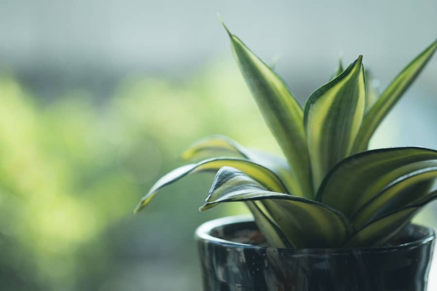 how to fix drooping snake plant