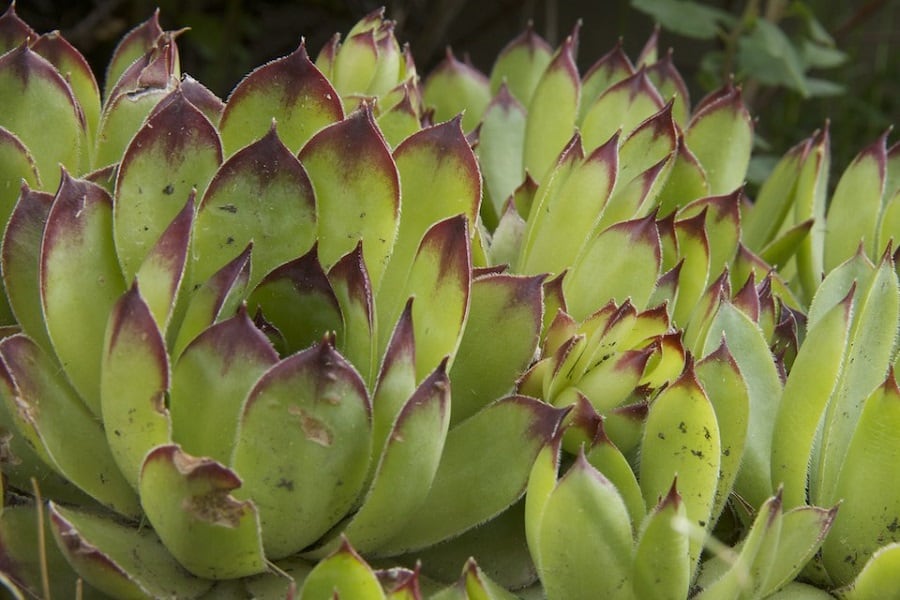 Sempervivum calcareum
