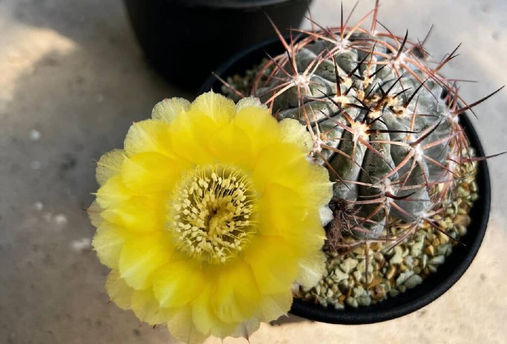 Acanthocalycium glaucum