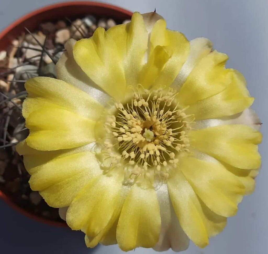 Acanthocalycium glaucum