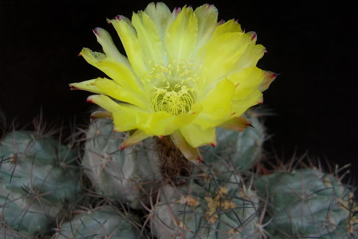 Acanthocalycium glaucum