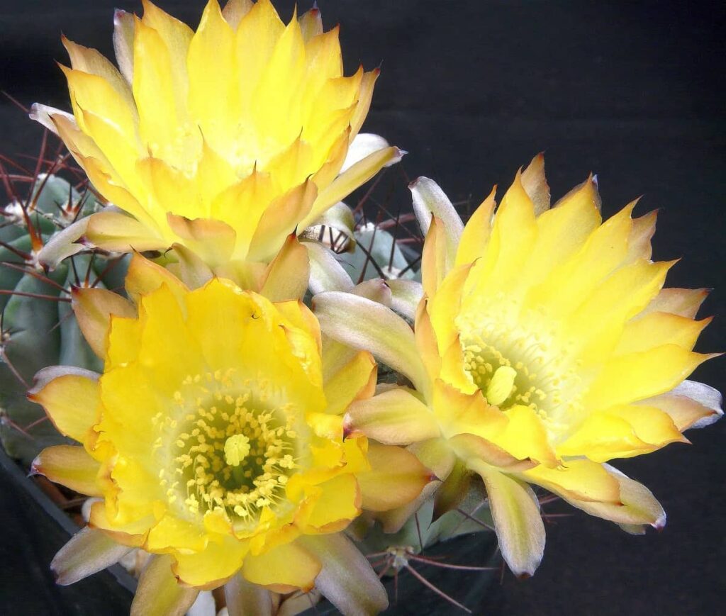 Acanthocalycium thionanthum