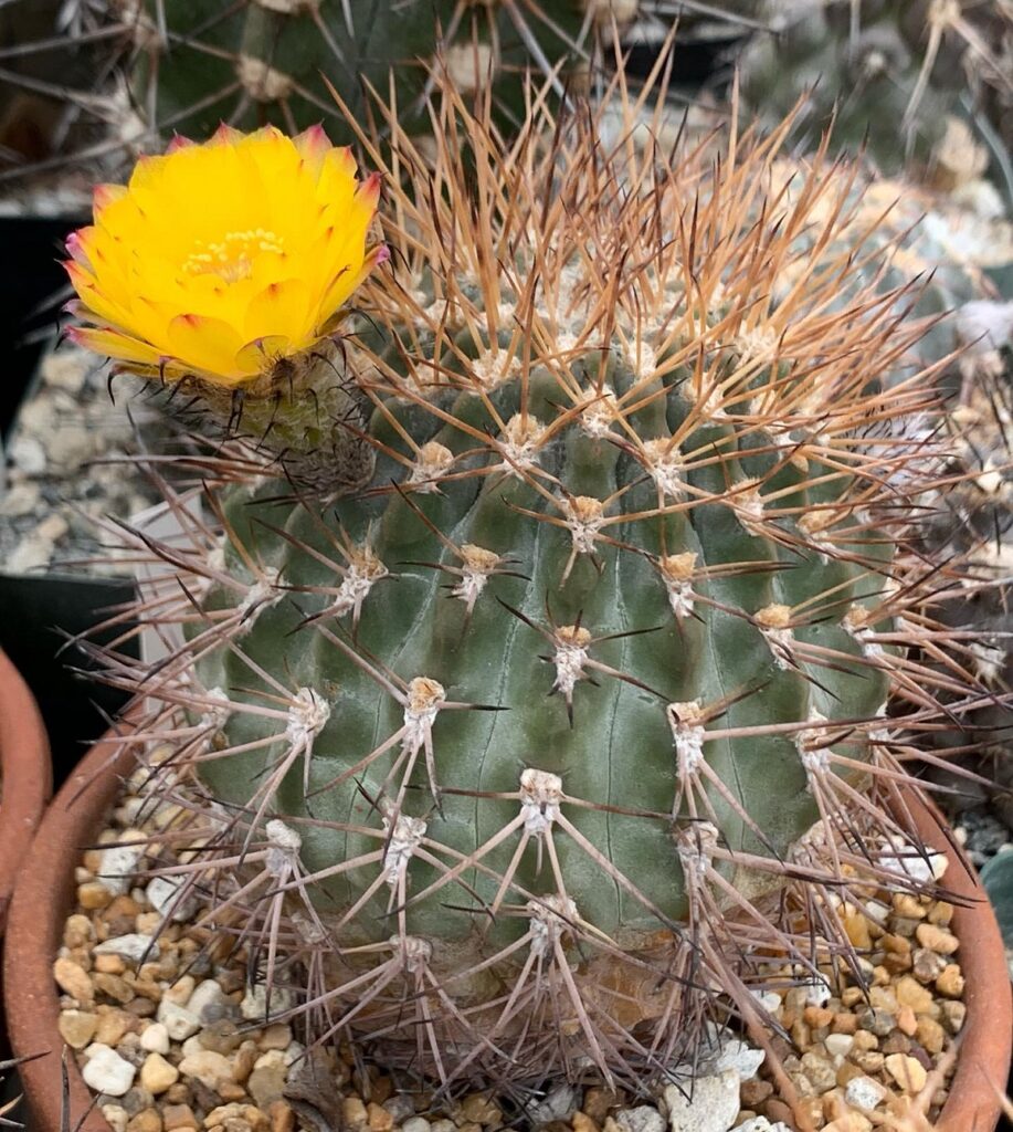 Acanthocalycium thionanthum