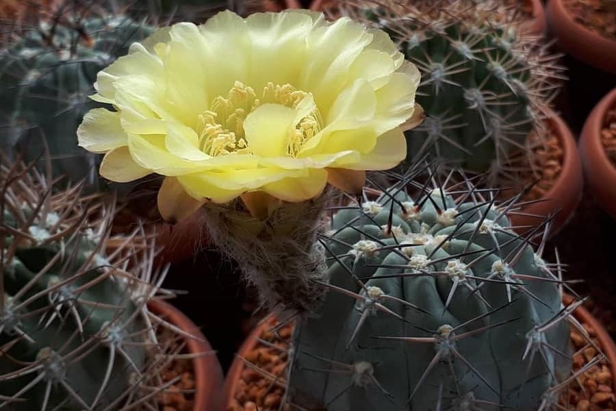 Acanthocalycium thionanthum