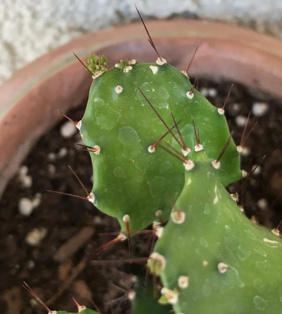 Argentine Opuntia