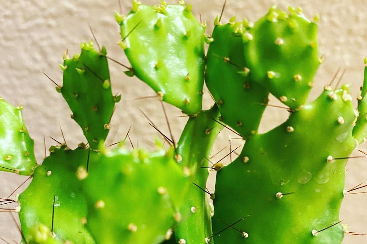 Argentine Opuntia