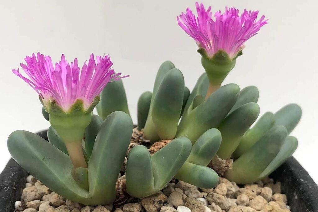 Argyroderma fissum