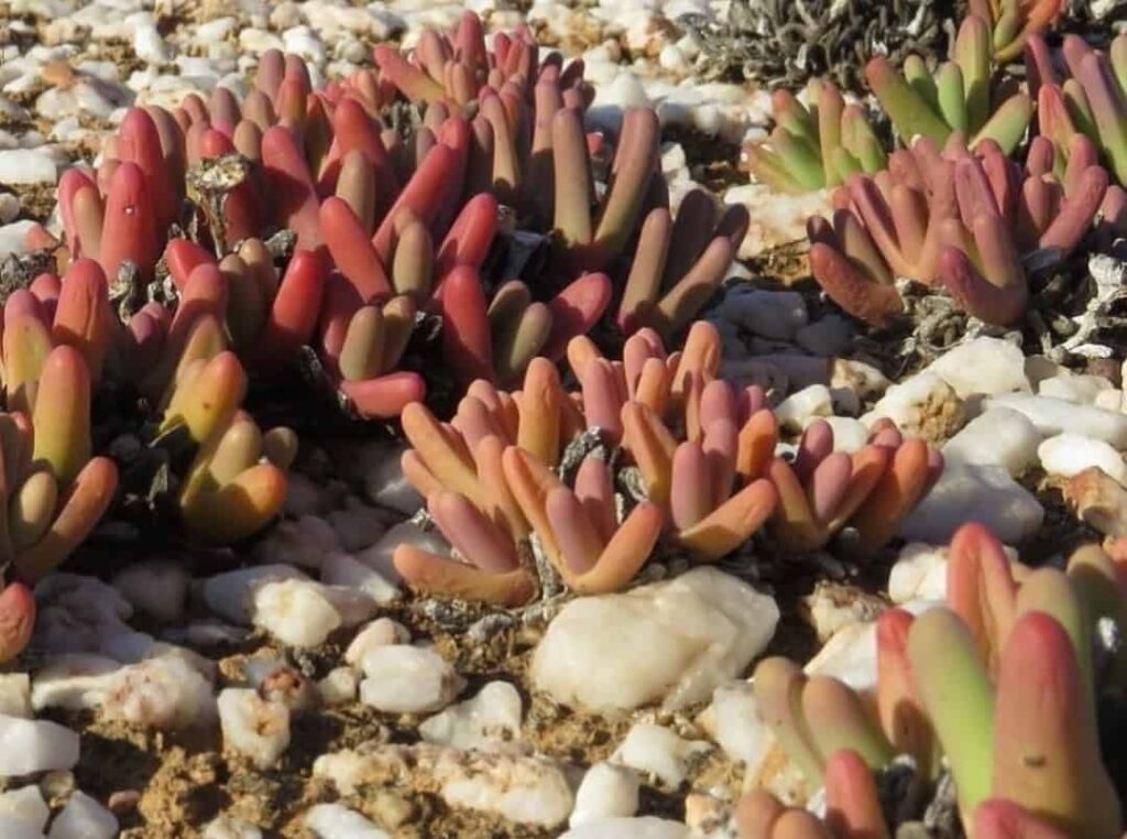 Argyroderma fissum