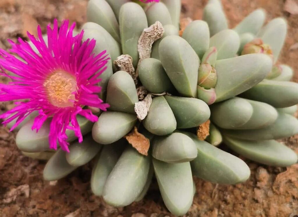Argyroderma fissum