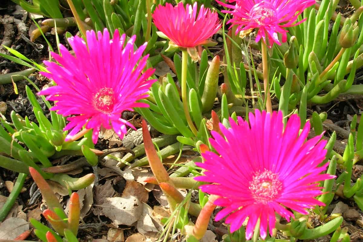 Cephalophyllum Red Spike