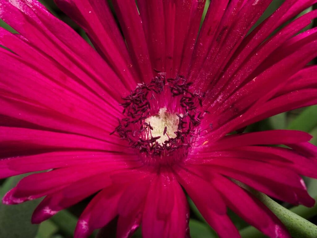 Cephalophyllum Red Spike