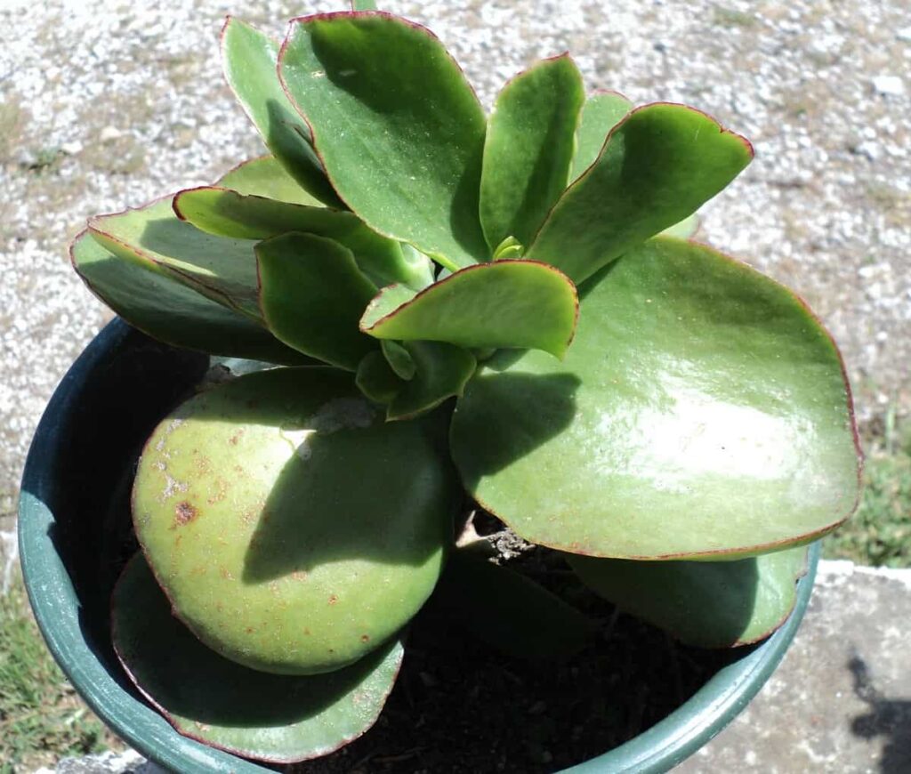 Cotyledon Macrantha
