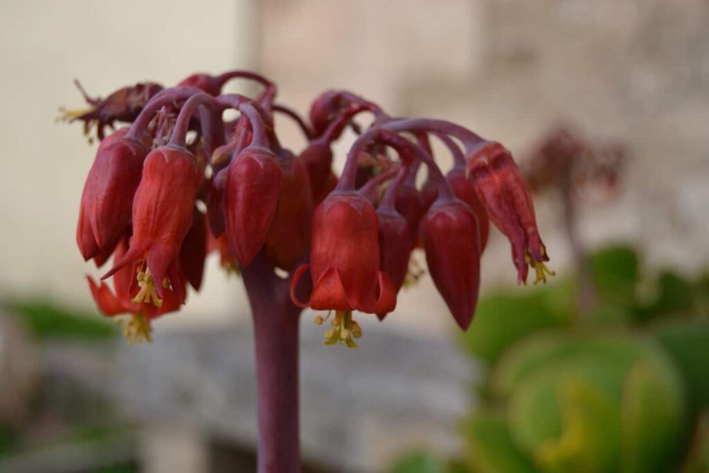 Cotyledon Macrantha flowers