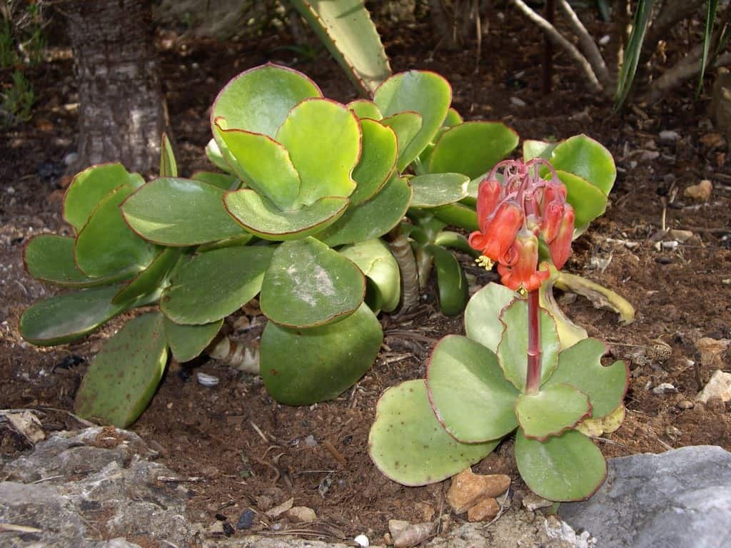 Cotyledon Macrantha