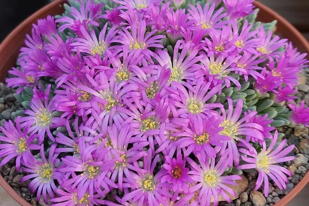 Delosperma sphalmanthoides