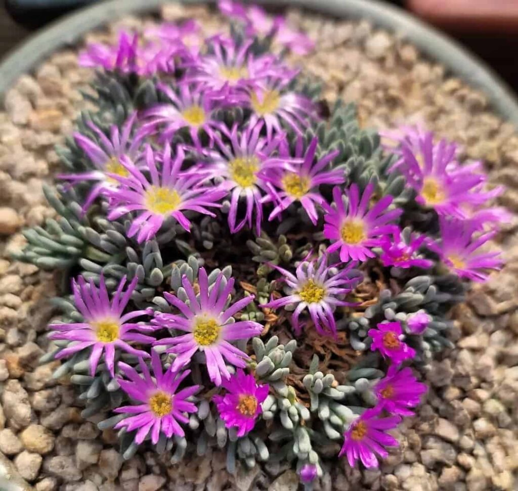 Delosperma sphalmanthoides