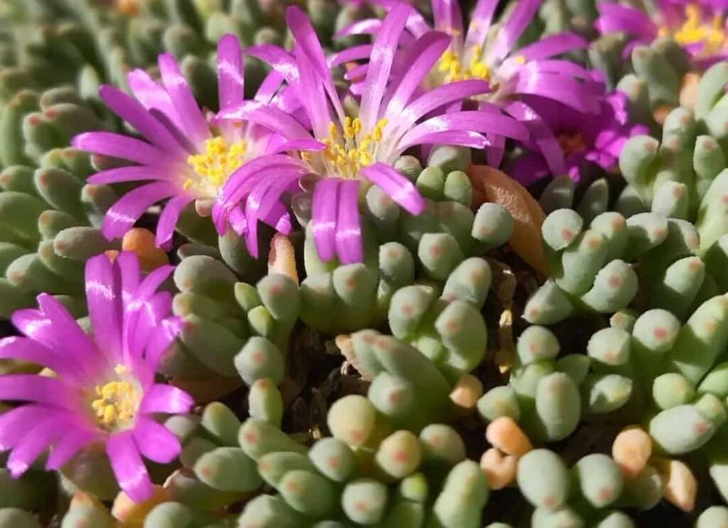 Delosperma sphalmanthoides