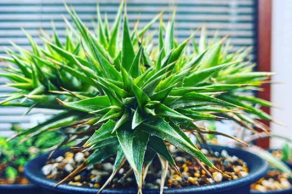 Deuterocohnia lorentziana