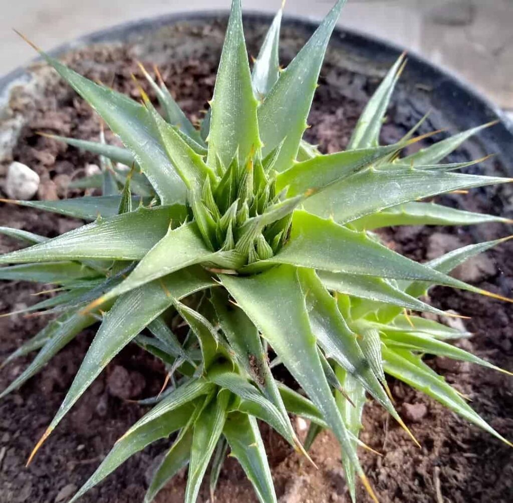 Deuterocohnia lorentziana