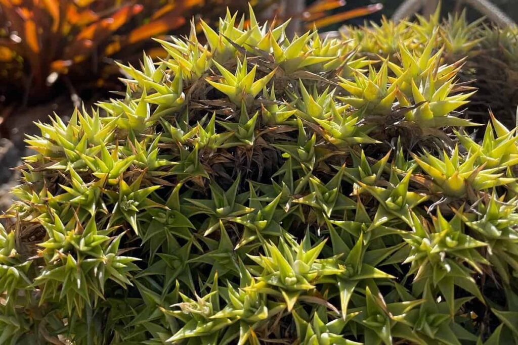 Deuterocohnia lorentziana