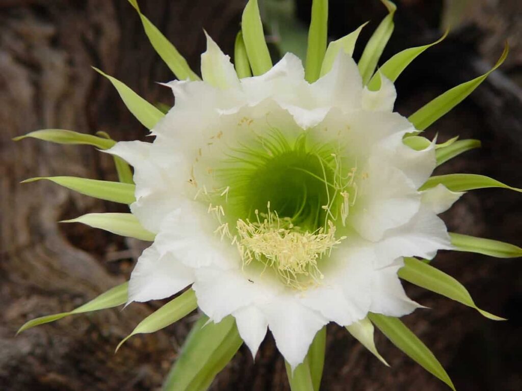Hylocereus triangularis