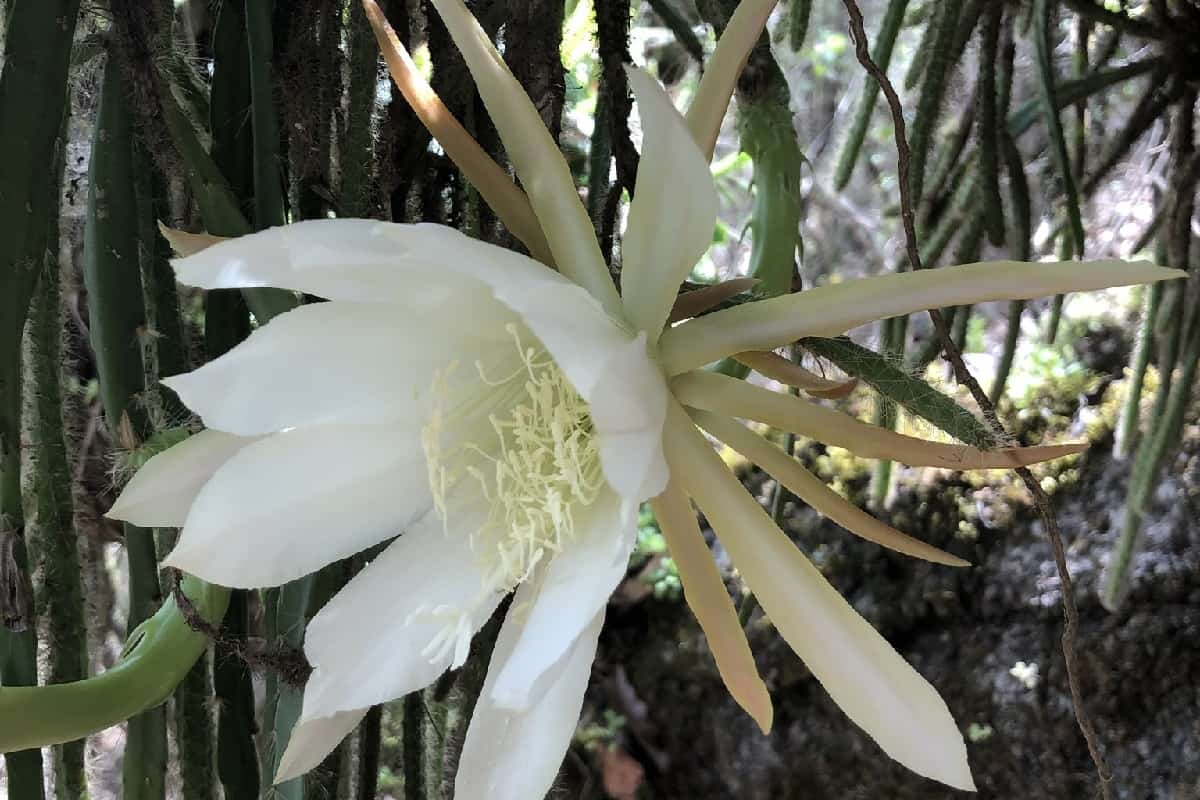 Hylocereus triangularis