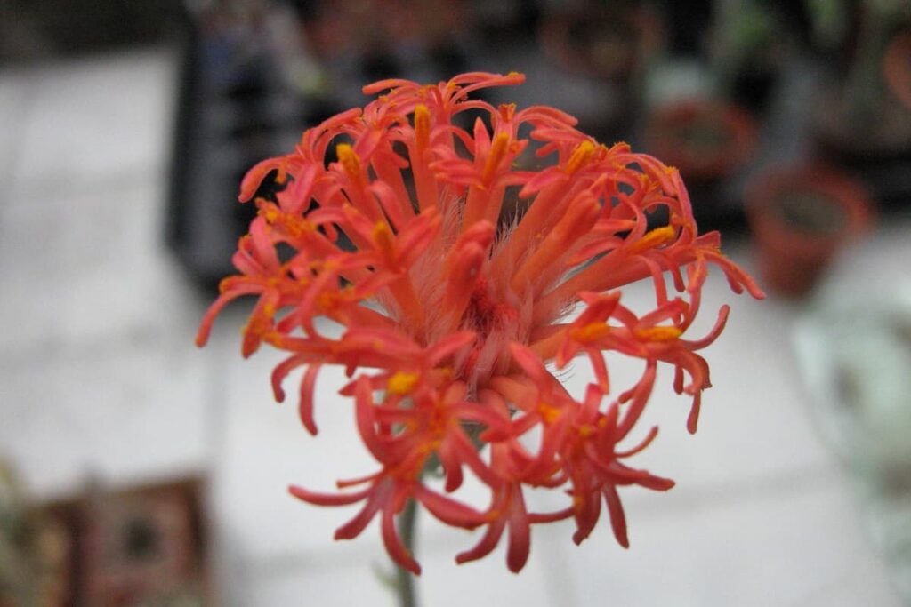Kleinia stapeliiformis
