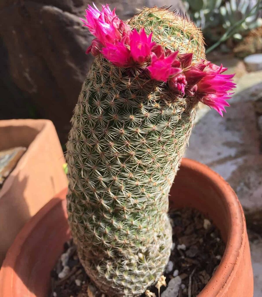 Mammillaria matudae