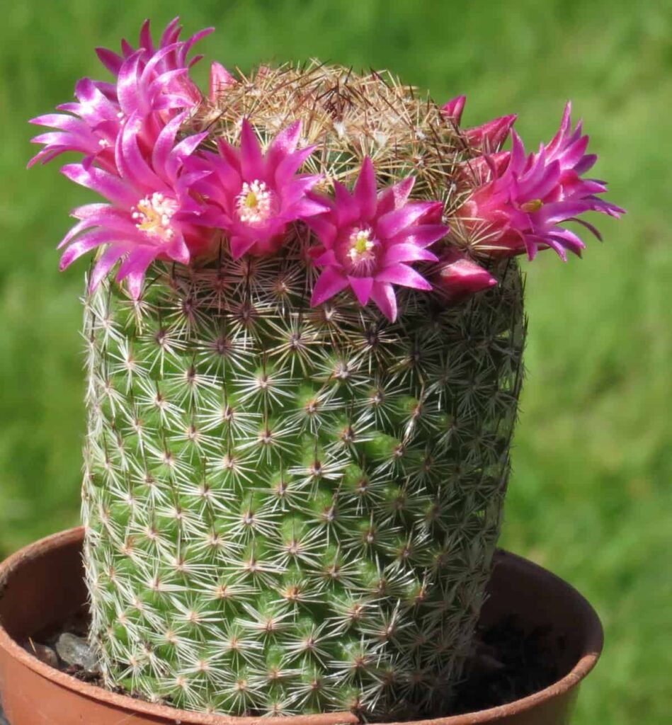 Mammillaria matudae
