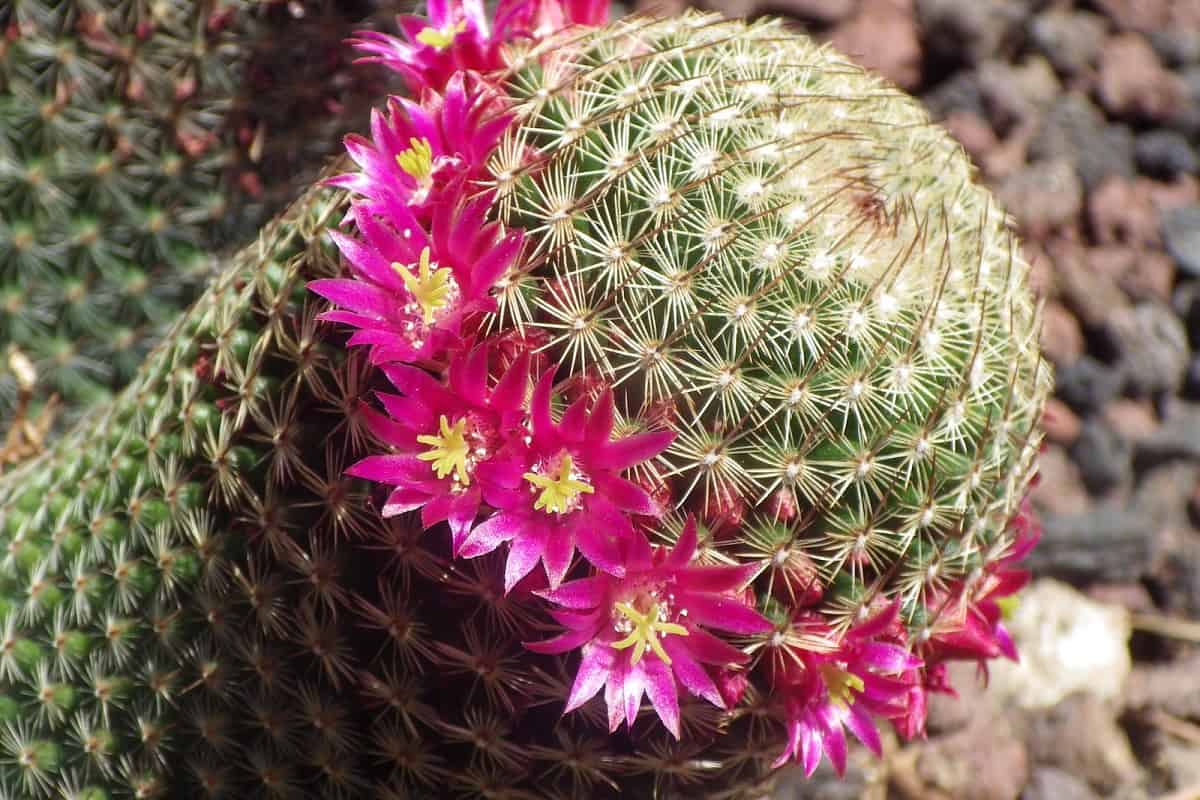 Mammillaria matudae