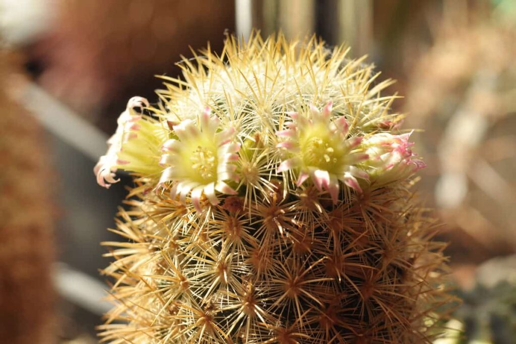 Mammillaria microhelia
