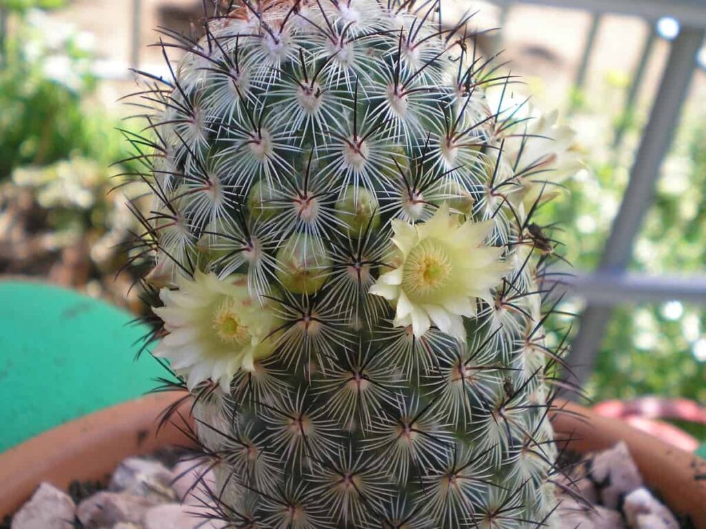 Mammillaria microhelia