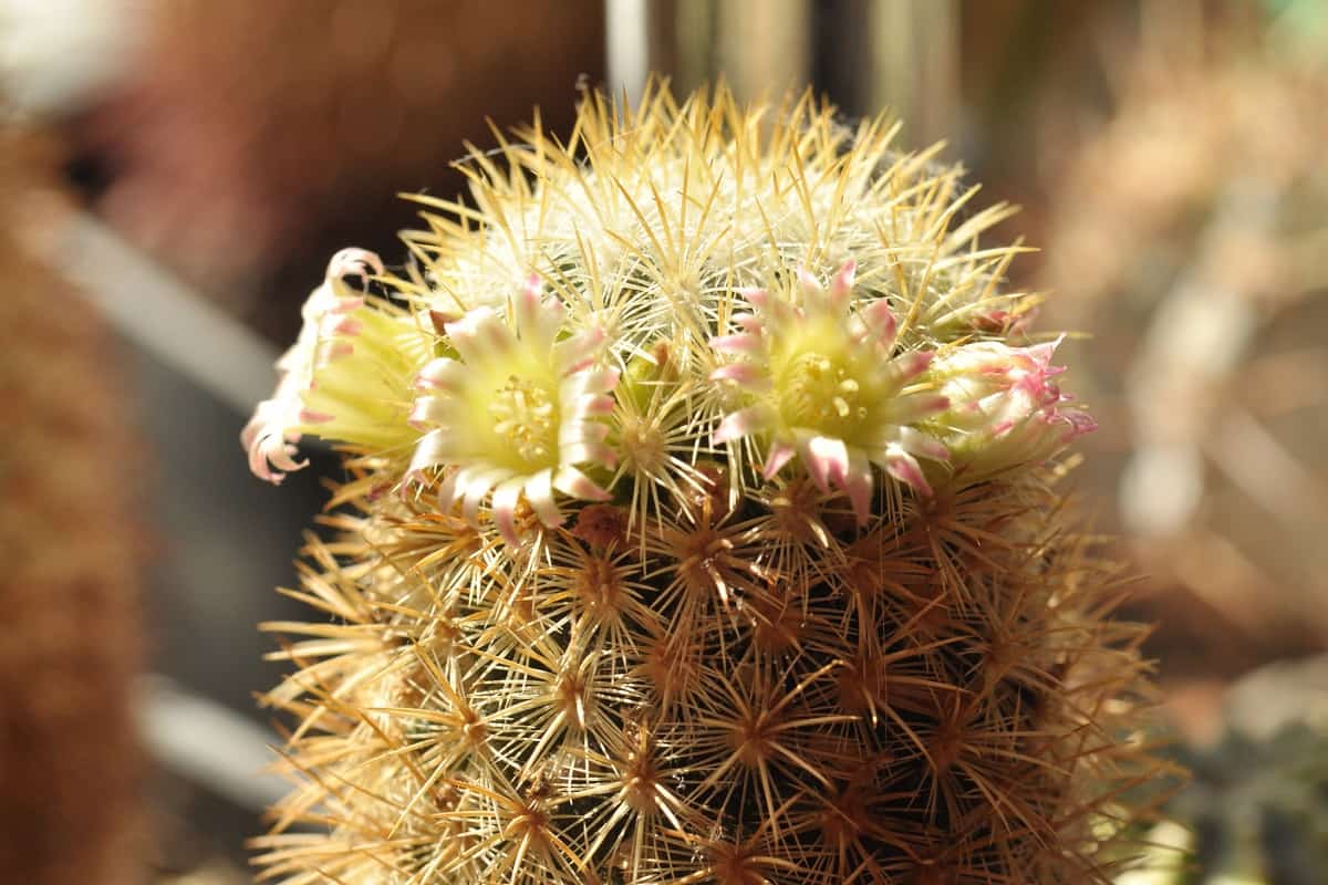 Mammillaria microhelia